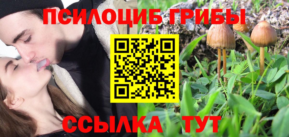 Полысаево  Галлюциногенные грибы Cubensis  Вход с VPN 